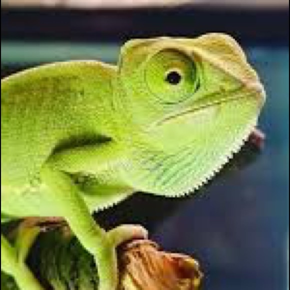 Meet your Posher, Chalisse - Picture 1 of 1